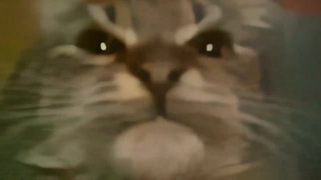 кит ты маму мав мем смотреть онлайн