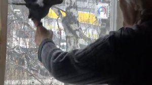 Почти дрессированная галка...