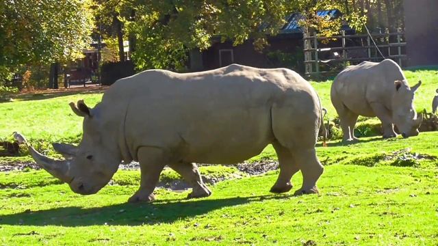 Звук НОСОРОГА смотреть онлайн