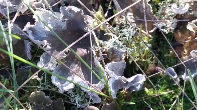 Один день в сентябре на Куршской косе смотреть онлайн