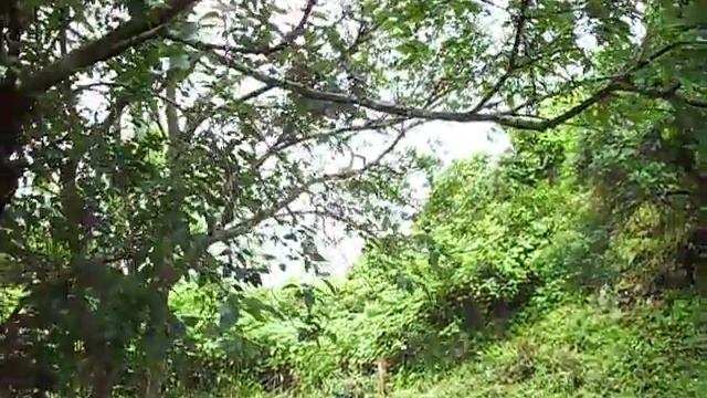 Ужасающие звуки насекомых в Лаосе смотреть онлайн