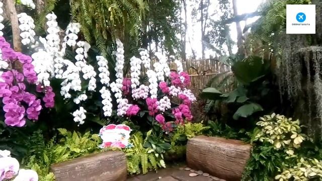 Beautiful orchid garden, Chiang Rai, Northern Thailand
