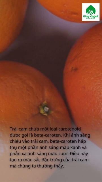 Bạn Có Biết | Tại Sao Trái Cam Có Màu Cam смотреть онлайн