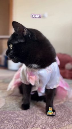 Девочки, такие девочки!😹 #котики #юмор #8марта