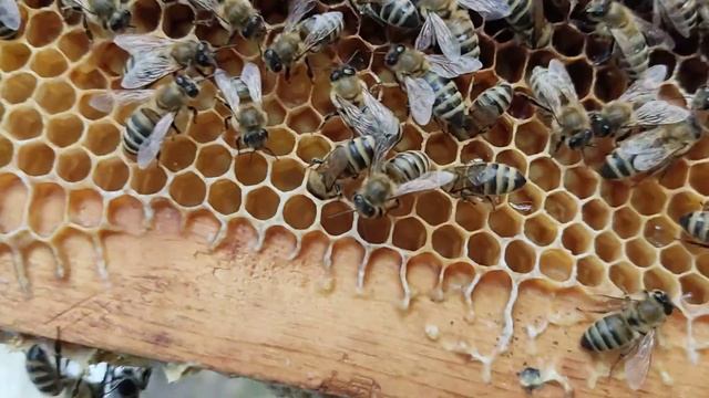 Матка сеет 17/08/2021 смотреть онлайн