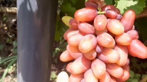 Богема - красавица вкусняшка