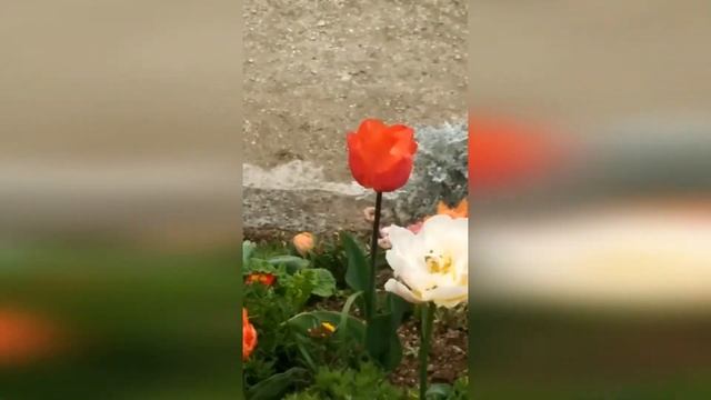 Лилия и Париж смотреть онлайн