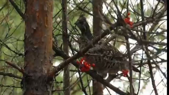 рябчик угощается рябиной смотреть онлайн