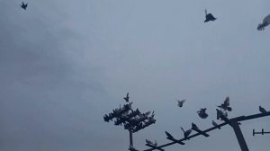 Агасиевские бойные голуби, Агаси Владимировича.