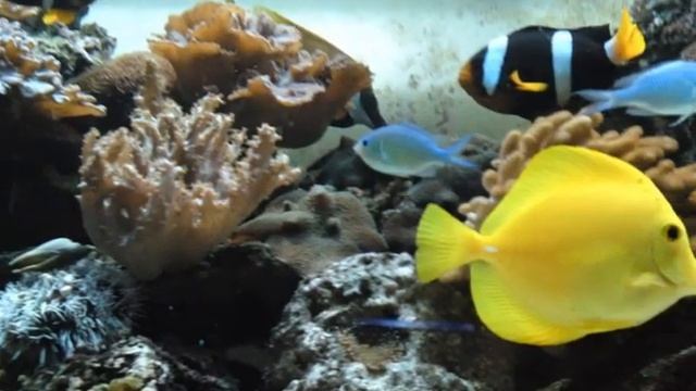 aquarium eau de mer, reef tank смотреть онлайн