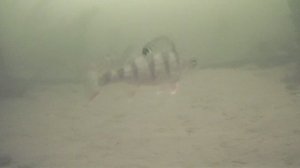 КОРЯГИ ЗАБИТЫ ГОРБАЧЕМ. КУДА ОНИ ВСЕ ИДУТ ? КАК ЛОВИТЬ ТАМ ?