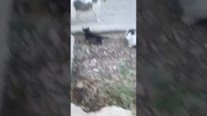 Уличные кошки.Мамы защищают своих котят.