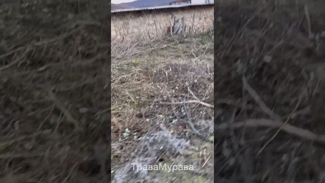 Уборка запущенного участка под ключ 🔐