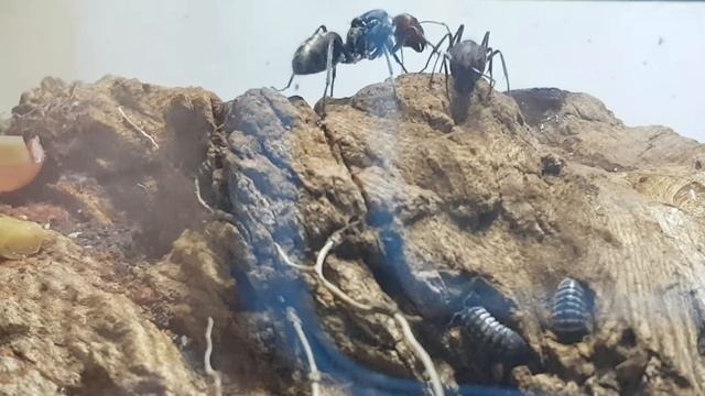 camponotus singularis dancing 😂 смотреть онлайн