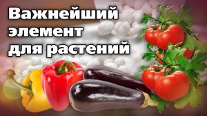 Минеральные азотные удобрения. Какие бывают, для чего применяются