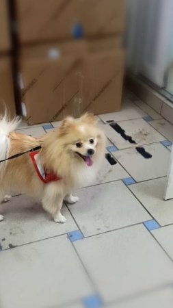 Кокосик просто чудо ❤