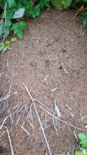 autumn Forest смотреть онлайн