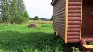 Облет молодой пчелы в апидомике. Завораживает! (Fly young bees in a Bee hut.)