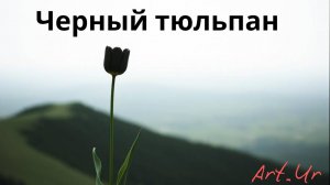 Черный тюльпан Артур Урванцев