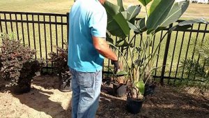 Tropical backyard makeover of our Florida Backyard by Canterbury Farms Nursery!!