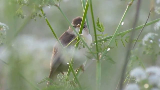 Голоса птиц: болотная камышевка Acrocephalus palustris / Marsh Warbler смотреть онлайн
