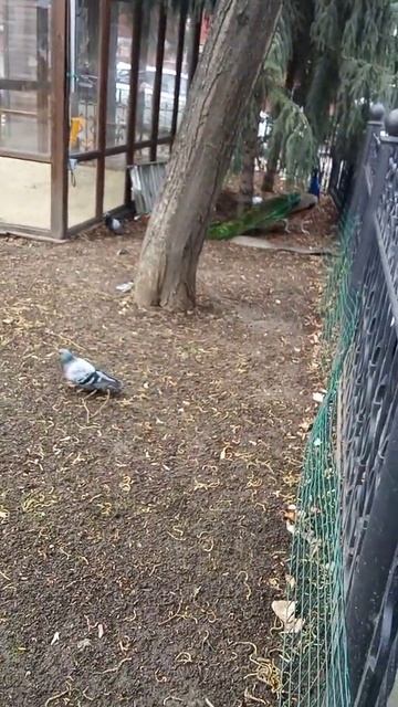 Павлины в Кислороде смотреть онлайн