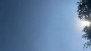 Бойные голуби Грузии в Москве