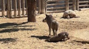 Dubai Safary Park Укулеле блюз