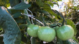 Кистедержатель двойной крючок