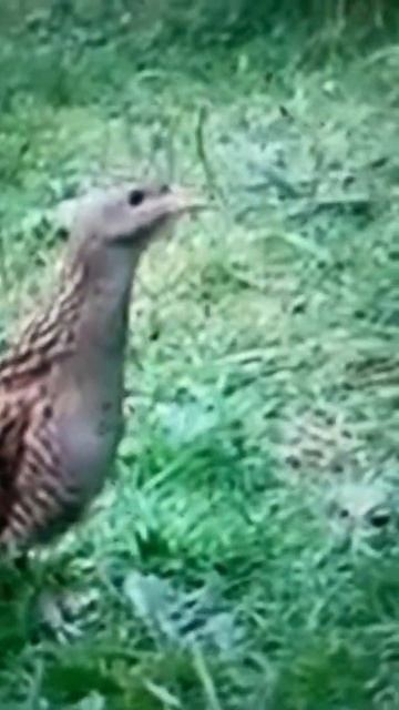 Corncrake смотреть онлайн