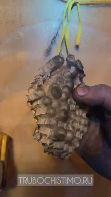 Шершни в трубе! Чистка дымохода смотреть онлайн