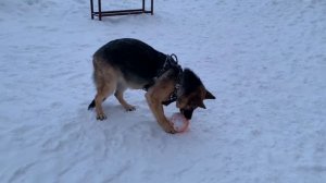 BioTeach Любимый мяч питомца Эльзы