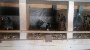 БЕРЕЗНЕГОВАТОВСКИЕ ГОЛУБИ В ГОСТЯХ У ВИКТОРА ЙОСИПОВИЧА. 1 Ч.