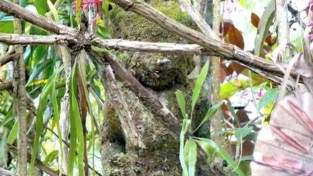Bali: Discovering old statues and "trijata" flower at Pura Luhur Petali in Jatiluwih by Hans & Fifi смотреть онлайн