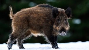 Неуловимый кабан в Башкортостане. Спасатели еле поймали дикого зверя, проникшего на территорию школы