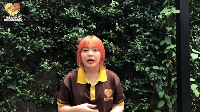 Cần Chuẩn Bị Những Gì Khi Bắt Đầu Nuôi Chó Poodle - Petsaigon смотреть онлайн