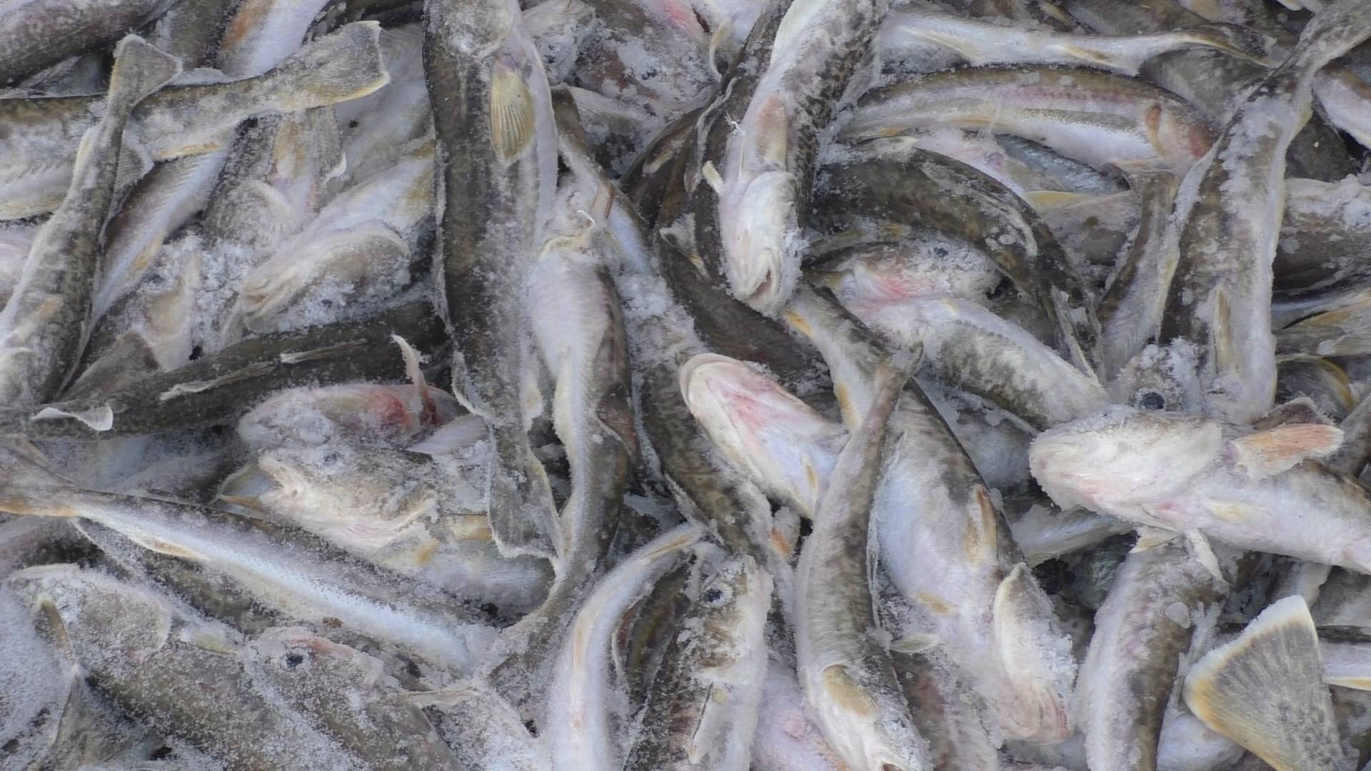 С ЛУНКИ ПРЯМО В СКОВОРОДКУ, ЭТО ТОЛЬКО НА РЫБАЛКЕ! ДУШЕВНЫЙ ВЕЧЕР В ПАЛАТКЕ \ ЖАРЕНАЯ НАВАГА !