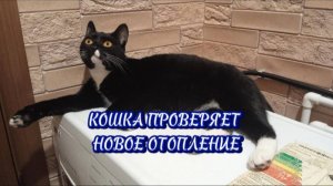 Кошечка Чикуля проверяет отопление