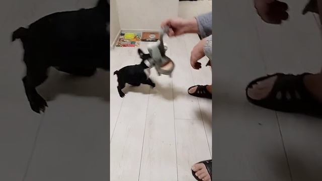 Свирепый пес. смотреть онлайн