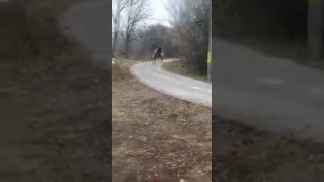 цыганские лошади , ваня базёнко смотреть онлайн