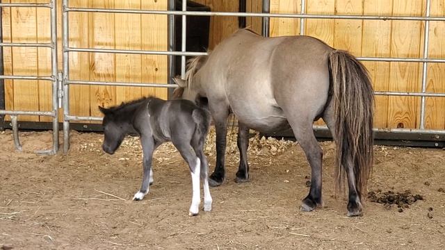 Newborn black pinto mini horse filly смотреть онлайн