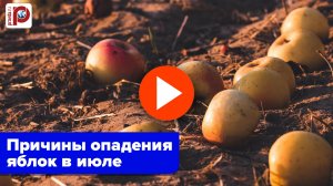 Яблоки осыпаются в июле? 5 причин, почему это происходит и как спасти урожай