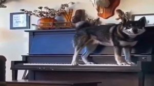 Хаски играет на пианино
