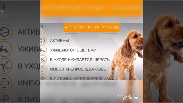Породы собак🐕🐶🐩🐾дляновичков, и детей.