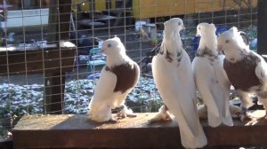 Кызыл тоши, Андижанские голуби Сергея Александрова