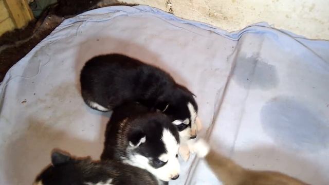 голубоглазики хасятки смотреть онлайн