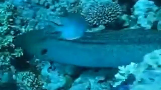 Fun Dive смотреть онлайн