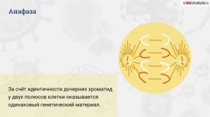 22. Митоз, мейоз ― механизмы деления клеток. Фазы митоза и мейоза
