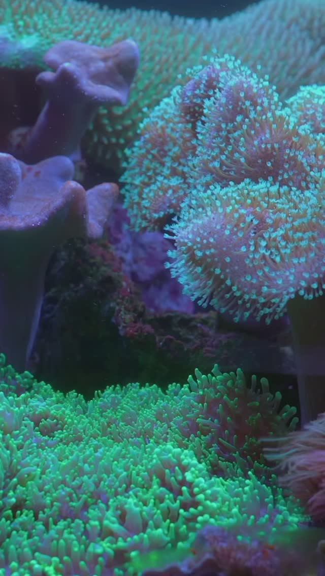 Сколько времени нужно для ухода за морским аквариумом? Реальные затраты ! смотреть онлайн