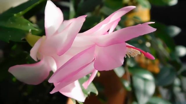 Ты для меня один - Ольга Дроздова . монтаж Розалия Трукшина смотреть онлайн